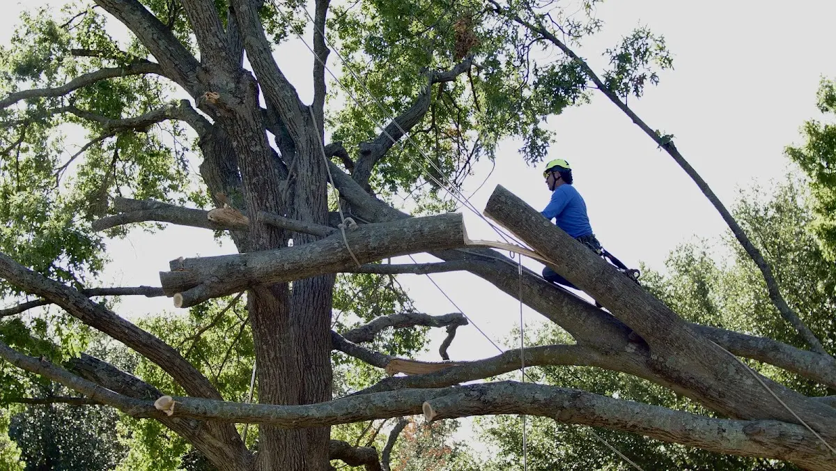 Professional Crown Thinning performed by certified arborists in Hanska