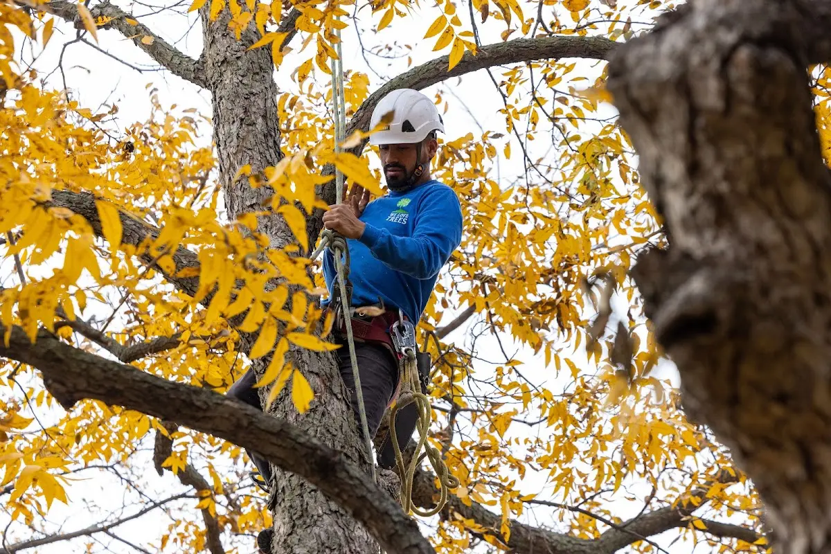 Skilled Dead Tree Removal crew working in Hanska
